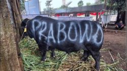 Pemerintah Menggelontorkan Anggaran Sekitar Rp100 miliar Untuk pengadaan 1.098 Ekor Sapi Kurban Bantuan Presiden Prabowo Subianto