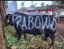 Pemerintah Menggelontorkan Anggaran Sekitar Rp100 miliar Untuk pengadaan 1.098 Ekor Sapi Kurban Bantuan Presiden Prabowo Subianto