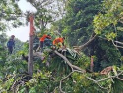 Horor Pohon 40 Meter Tumbang Timpa 4 Warga Bogor